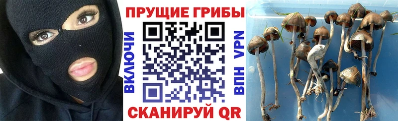 Галлюциногенные грибы Psilocybine cubensis  дарк нет как зайти  Волосово 